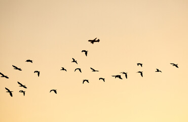 Silhouetted flying herd of seabirds with aeroplane in background.