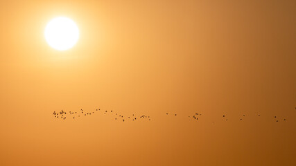 Natural scene of small size of seabird herd flying in orange sunrise sky.
