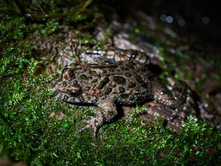 frog on the ground