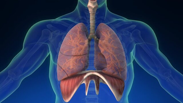 Medical 3d animation of the human lung inside human body with its parts visible. Medically accurate animation of the human lungs. Closeup and rotating from left to right.