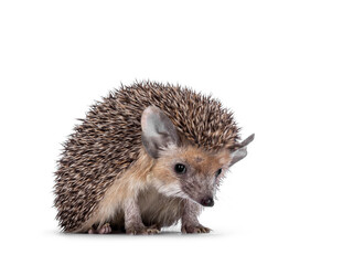 Adorable small Long eared hedgehog aka Hemiechinus auritus, sitting facing front. Looking shy to the camera with beady eyes. Isolated on a white background. © Nynke
