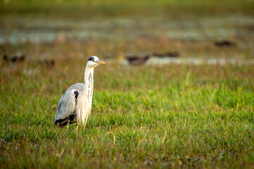 grey heron or Ardea cinerea portrait at keoladeo national park or bharatpur bird sanctuary rajasthan india