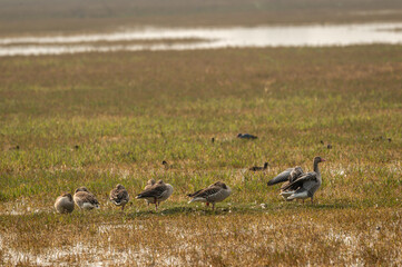 Greylag goose flock or family in winter morning light during migration at landscape of keoladeo national park or bharatpur bird sanctuary rajasthan india - Anser anser