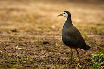 White breasted waterhen or Amaurornis phoenicurus portrait at keoladeo national park or bharatpur bird sanctuary rajasthan india