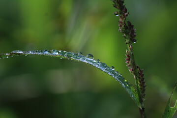 dew drops on grass