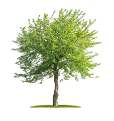 Fototapeta na wymiar Freigestellter Kirschbaum vor einem weißen Hintergrund