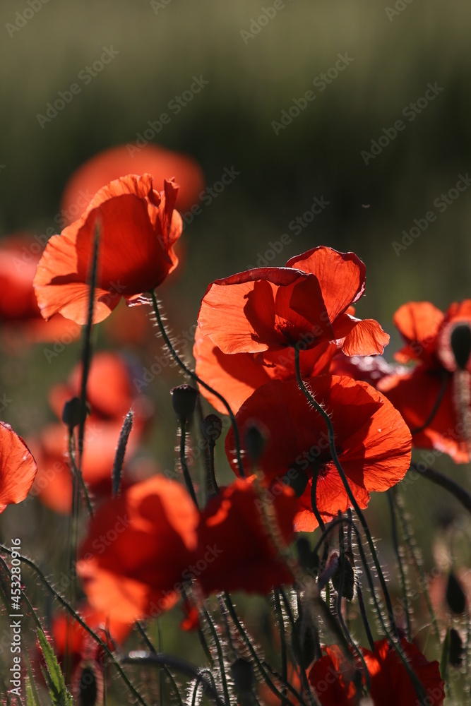 Sticker red poppy in the field