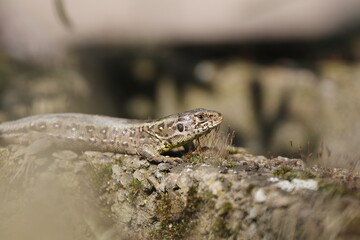 lizard on the rock