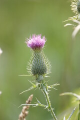 thistle in bloom