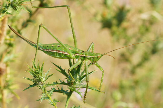 Closeup on a partogentic female of Saga pedo, the large bush circket