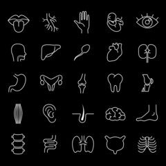 Human body parts, organs - vector linear icon set.