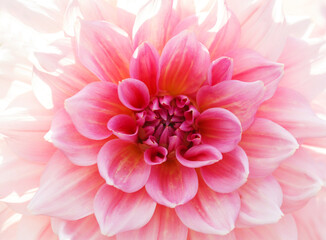Fototapeta premium Close up of pink dahlia flower as background