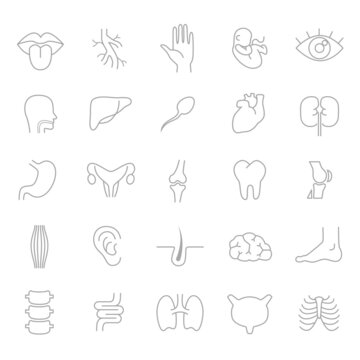 Human body parts, organs - vector linear icon set.