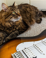 electric guitar amp cat siberian cat