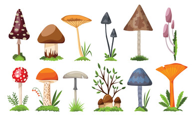 Collection of mushrooms and toadstools. Illustration of the different types of mushrooms on a white background. Colorful forest wild set of assorted edible mushrooms and toadstools