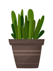 Plant in the pot. Ornamental home plant isolated on white background. Great plant for your design. Vector illustration. 