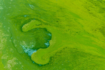 Blue-green abstract background close-up. Water pollution by blooming algae Cyanobacteria is...