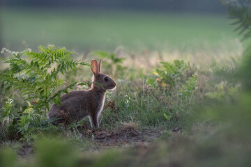 lapin sauvage