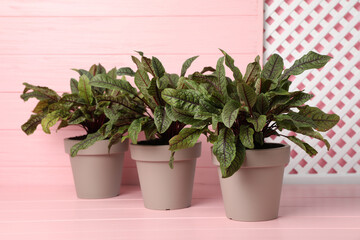 Sorrel plants in pots on pink wooden table