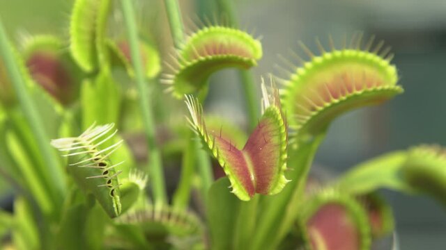 CLOSE UP, DOF: Dangerous wildflower opens up small trap leaves with sensitive bristles to catch its prey. Detailed shot of tropical venus flytrap flower and its traps opening up to attract insects.