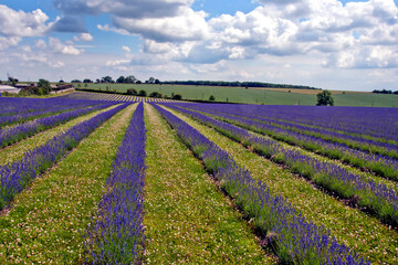 Lavender Field Summer Flowers Cotswolds Gloucestershire England