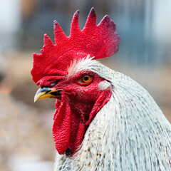 White rooster with a large red crest - portrait on a cream background © bubutu