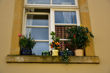Fototapeta na wymiar beautiful window sill garden on an urban European apartment 