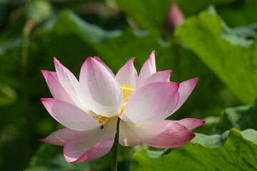 lotus flower