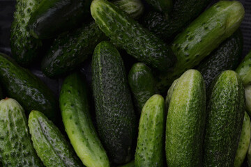 Ripe green cucumbers, freshly picked from the garden and washed with water, lie to dry in the open air, top view flat lay close-up.