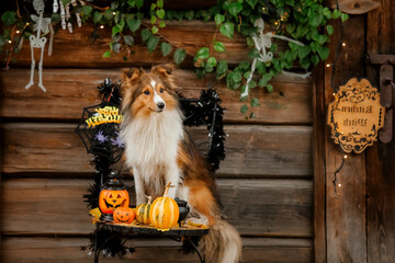 Dog in Halloween with pumpkin. Autumn  Hollidays and celebration.