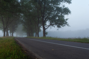 Fototapeta premium A lonely foggy road cutting through a thick and quiet wood.