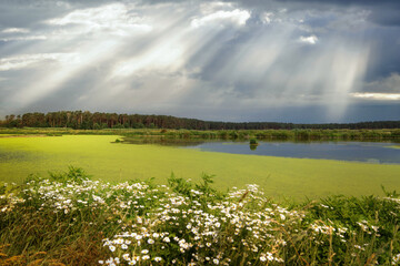 A beautiful landscape with a green swamp, a chamomile field in the foreground and a stormy sky.