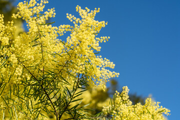 Wattle mimosa flowers in a full bloom in spring garden. 8th March Women's Day