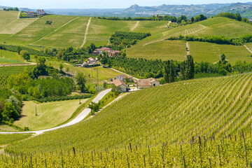 Obraz premium Vineyards of Langhe, Piedmont, Italy at May