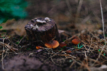 mushrooms in the forest