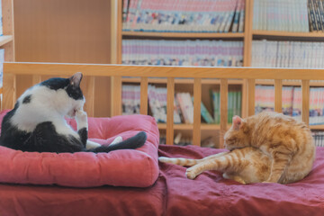 ソファに寝転がって毛繕いする2匹のねこ｜Two cats lying on the couch and grooming - obrazy, fototapety, plakaty