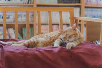 ソファに寝転がって毛繕いするねこ｜Grooming cat on the sofa