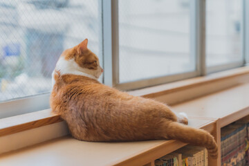 窓辺のねこの後ろ姿｜Windows cat