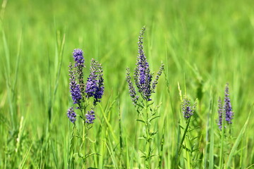 Veronica sibirica L. Veronica bush among the grass in Siberia