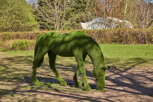 A horse figurine made from lawn grass in a public park. Landscape design. Topiary figures.
