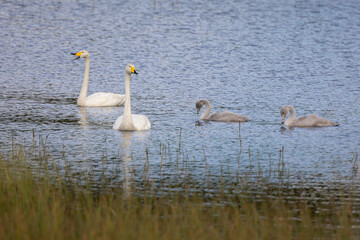 The whooper swans (Cygnus cygnus) on the lake.
