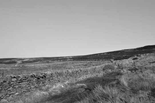 long dry stone wall enclosing a field with a grazing sheep below the edge of midgley moor in calderdale west yorkshire