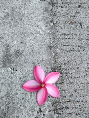 Obraz na płótnie Canvas Pink flower on the ground.
