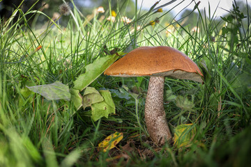 Amazing edible mushroom known as orange birch bolete