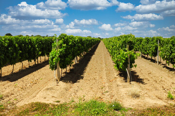 Fototapeta na wymiar Des rangées de vignes dans un vignoble 