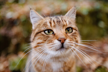 A Siberian tabby cat exploring the dark autumn forest. fairytale character of fall forest