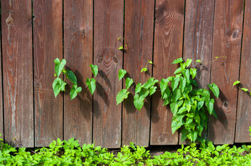 The leaves of plants are visible in the cracks of the wooden fence