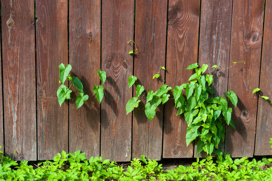 The leaves of plants are visible in the cracks of the wooden fence © Valery Kleymenov