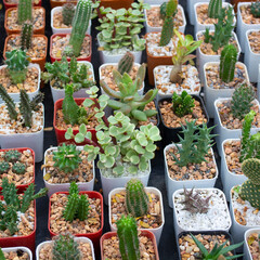 Various of cactus in small pot are arranged in orderly.