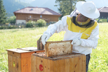 Beekeeper is picks a honey comb from the hive. Honey harvesting. Beekeeping concept. 